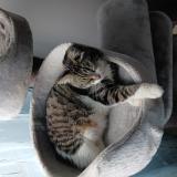 Photo de chat perdu à St Martin De Valgalgues