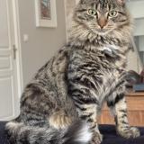 Photo de chat perdu à Mauves Sur Loire