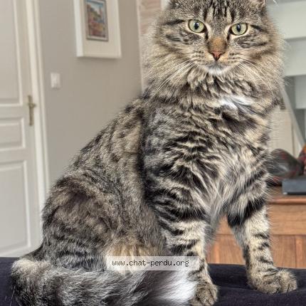 Photo 1/1 Chat retrouvé Perdu à Mauves Sur Loire