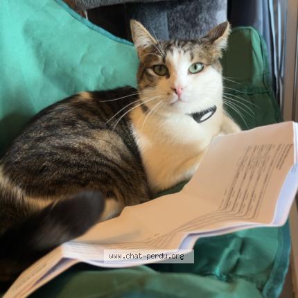 Photo 1/2 Filou Chat perdu à Remoray