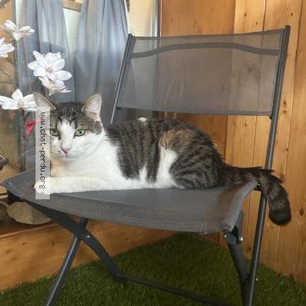 Photo 2/2 Filou Chat perdu à Remoray