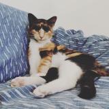 Photo de chat perdu à Gajan