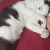 Photo de chat perdu à Plouedern