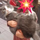 Photo de chat perdu à Tourcoing