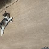 Photo de chat perdu à Chenove