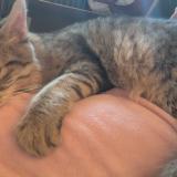 Photo de chat trouvé à Villeurbanne