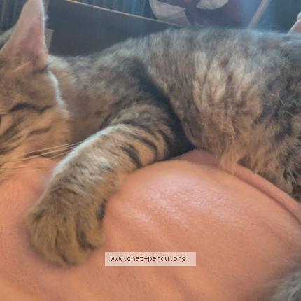 Photo 1/1 Chat retrouvé Trouvé à Villeurbanne