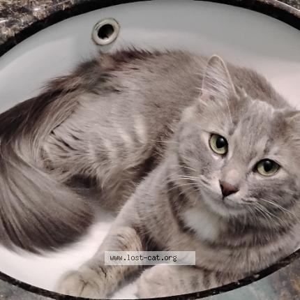 Photo 1/1 Sharky Chat perdu à Portage la prairie