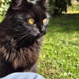 Photo de chat perdu à Montrond Le Chateau