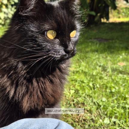 Photo 1/1 Chat retrouvé Perdu à Montrond Le Chateau