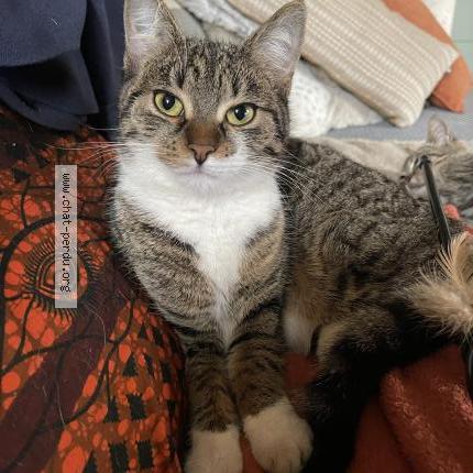 Photo 1/3 BOULETTE Chat perdu à Chateaudun