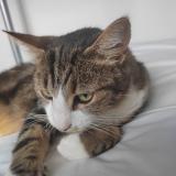 Photo de chat perdu à Saint Pierre De Chignac