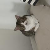 Photo de chat perdu à Fond Du Lac