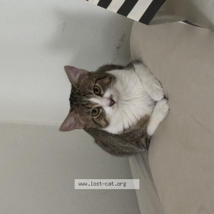 Photo 1/1 Muffin Chat perdu à Fond du lac