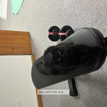 Photo 1/1 Gato Chat perdu à Chicago