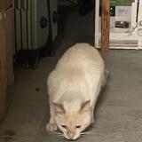 Photo de chat trouvé à Montpellier