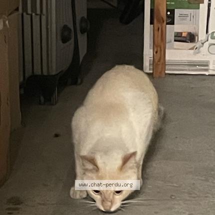 Photo de chat trouvé à Montpellier