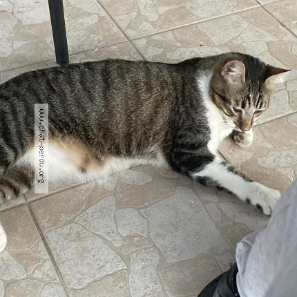 Photo 1/1 Chat trouvé Trouvé à Boe