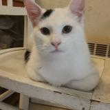 Photo de chat perdu à Beaufort En Anjou