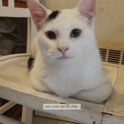 Photo de chat perdu à Beaufort En Anjou