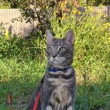 Photo de chat perdu à Carpentras