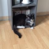 Photo de chat perdu à Valbonne