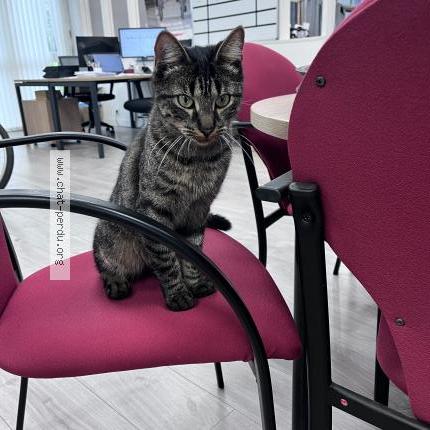 Photo 1/1 Chat trouvé Trouvé à Tours