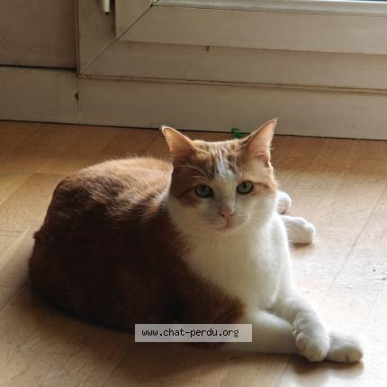 Photo 1/1 Chat retrouvé Perdu à Massy