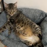 Photo de chat perdu à Bacqueville