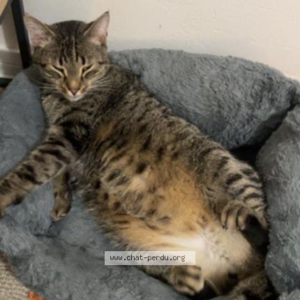 Photo de chat perdu à Bacqueville