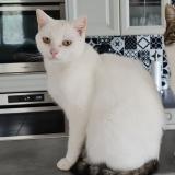 Photo de chat perdu à Frenouville