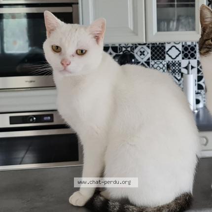 Photo 1/1 Chat retrouvé Perdu à Frenouville
