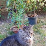 Photo de chat perdu à Clamart