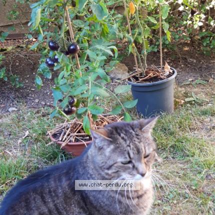Photo 1/1 Chat retrouvé Perdu à Clamart