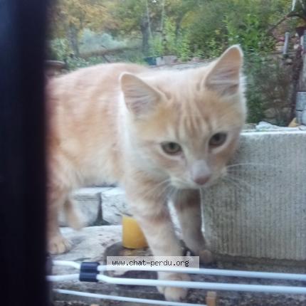 Photo 1/1 Chat retrouvé Trouvé à 04166 Riez