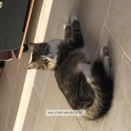 Photo 1/1 Chat retrouvé Perdu à Saintes