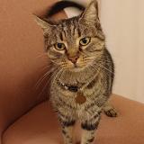 Photo de chat perdu à Agen 47000