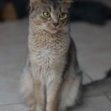 Photo de chat perdu à Tournan En Brie