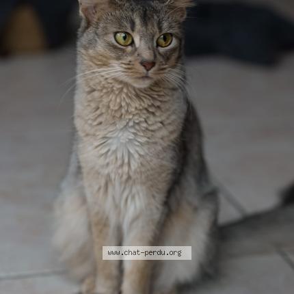 Photo 1/1 Chat retrouvé Perdu à Tournan En Brie