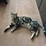 Photo de chat retrouvé à Hounslow