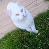 Photo de chat trouvé à Biesheim