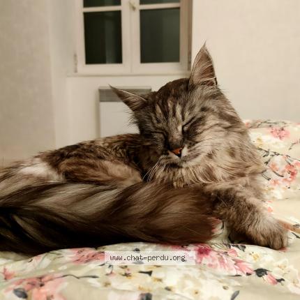 Photo 1/1 Mins Chat perdu à Betete