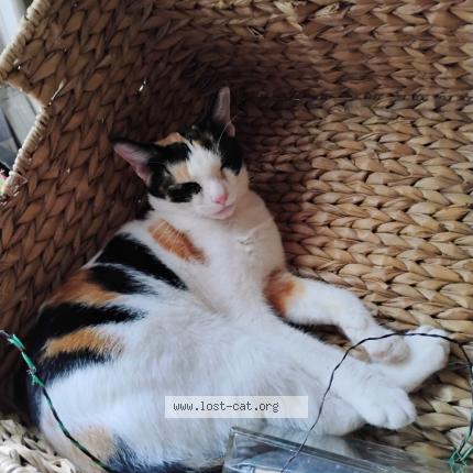 Photo 3/3 Peaches Chat perdu à Austin