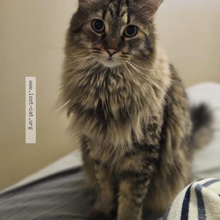 Photo 1/1 Kai Chat perdu à Laval