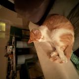 Photo de chat perdu à Cugnaux