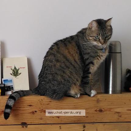 Photo 1/1 Chat retrouvé Perdu à Toulouse