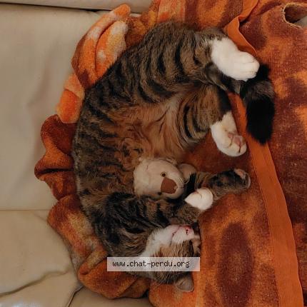 Photo 1/1 Leo Chat perdu à Loches