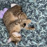 Photo de chat perdu à Limoges