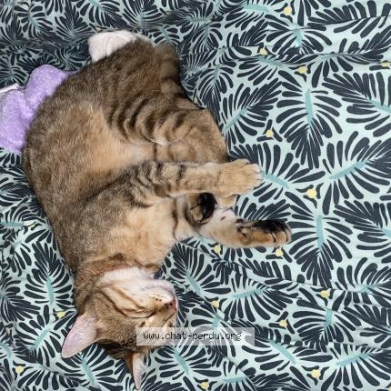 Photo de chat perdu à Limoges