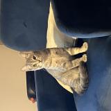 Photo de chat perdu à Pessac